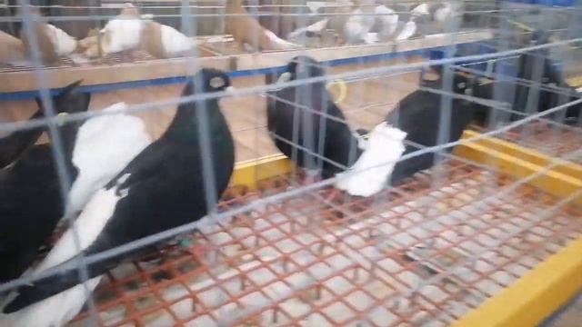 2-й день выставки и всего по немногу смотреть онлайн