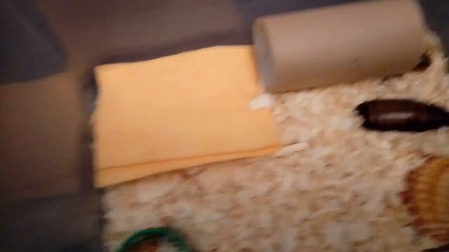Мои мадагаскарские шипящие тараканы. Часть 3
