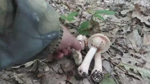 СЪЕДОБНЫЙ МУХОМОР! Мухомор серо-розовый! Грибная азбука.