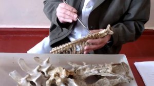 Анатомия животных  Соединения костей  Грудные позвонки, ребра, грудина