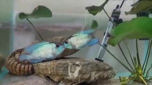 Наннакара неоновая. Брачные игры. Самец и самочка.