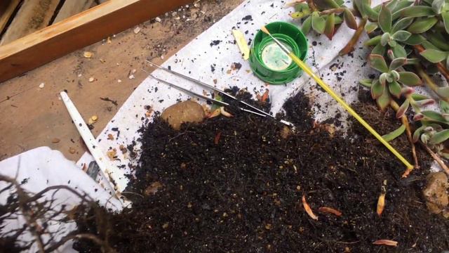 ECHEVERIA RUBY BLUSH - COMO COMBATER A FERRUGEM смотреть онлайн