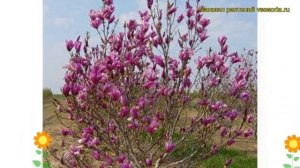 Магнолия гибридная Бетти. Краткий обзор, описание характеристик, где купить саженцы magnolia Betty