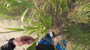 Охота с рогаткой на пелика