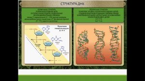 Задача части С ЕГЭ по биологии  2017