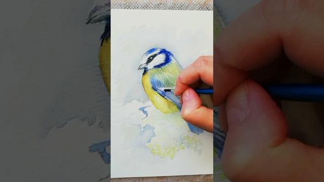 Рисунок птицы акварелью. Лазоревка