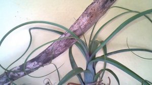 #ТИЛЛАНДСИЯ АТМОСФЕРНАЯ и УСНЕЕВИДНАЯ, ТРОПИЧЕСКОЕ КОМНАТНОЕ РАСТЕНИЕ. УСЛОВИЯ и УХОД. #Доминикана