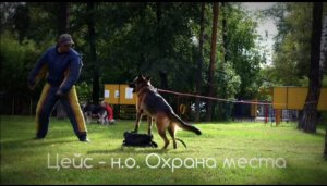 Цейс нем.овчарка.  
Охрана предмета. ЗКС