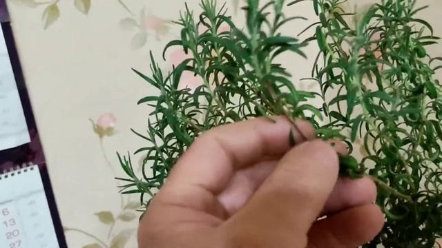 Как вырастить Розмарин в домашних условиях