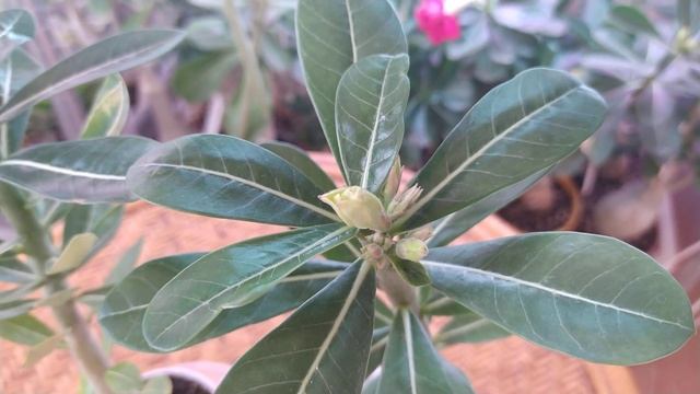 Сеянцы адениума Peach Cobbler X Dun Huang. смотреть онлайн