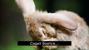 Вежливый лось Ржачный анекдот