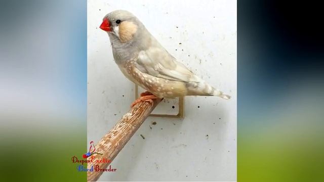 Proper Care For Zebra Finches || Part - 2 || Beginners Guide || Deepan's Birds & Vlogs смотреть онлайн