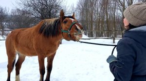 ПРИХОДИТСЯ БРАТЬ ВСЕ В СВОИ РУКИ. НАЧИНАЕМ РАБОТАТЬ С ЖЕРЕБЕНКОМ. ЖИЗНЬ ПРОСТЫХ ЛЮДЕЙ В ДЕРЕВНЕ