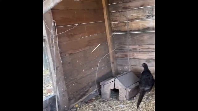 Румынские фазаны и их содержание смотреть онлайн