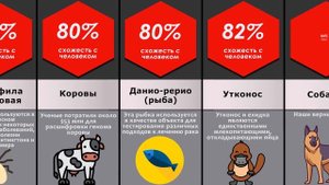 Сравнение: Генетическое сходство животных с человеком