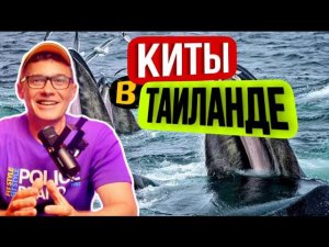 Шри Ланка или Таиланд? Где легче встретить китов на экскурсии? Приключения в тайской глубинке.
