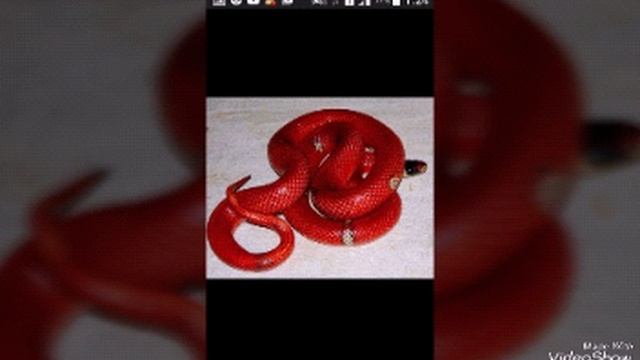 Фото змей смотреть онлайн