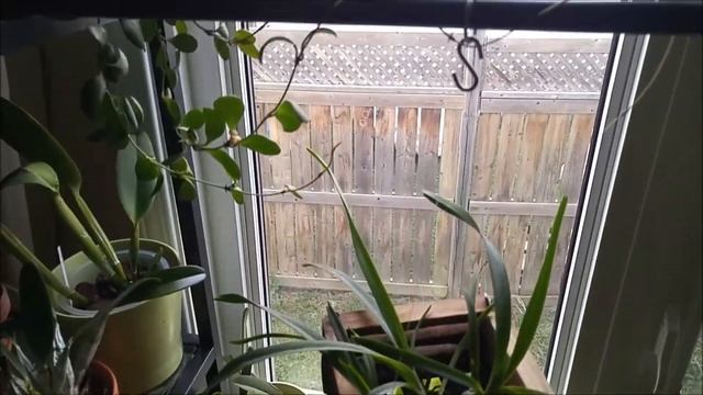 Hoya heuschkeliana yellow смотреть онлайн