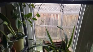 Hoya heuschkeliana yellow