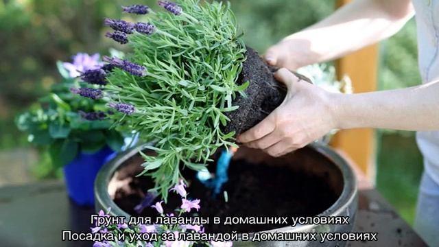 Лаванда в горшке — уход в домашних условиях