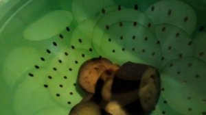 Замораживание баклажан на зиму.27.09.2021.