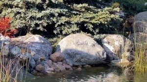 Японские карпы кои / Карпы кои в водоёме / Транспортировка мальков японских карпов кои в пруд