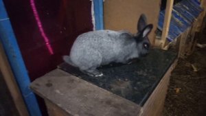 Кролики серебро описание.