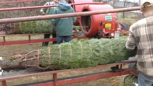 Едем за елкой. Рождество в США.