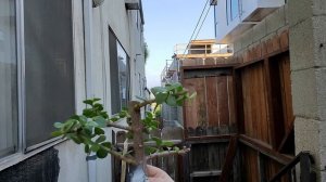 Extreme Portulacaria Afra bonsai work