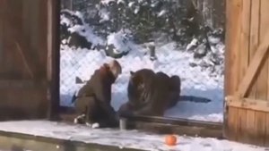 САМЫЙ БОЛЬШОЙ ЛЕВ. САМЫЙ БОЛЬШОЙ ТИГР. БОЛЬШОЙ ЛИГР. БОЛЬШИЕ КОШКИ С ВЕСОМ 300 КГ.
