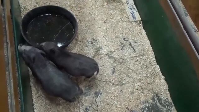 Выставка домашних животных в Канаде