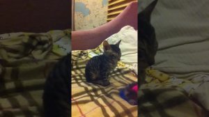 Корниш-рекс рубится)