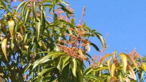 Flowering Mango tree. Как цветет манго