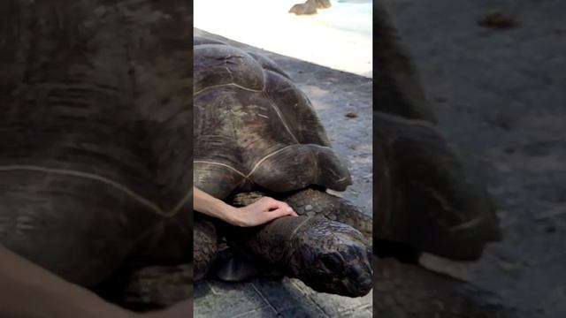 Гладим большую черепаху на Сешелах #turtle #черепаха #seychelles #сейшелы