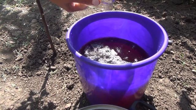 Применение отвара луковой шелухи от вредителей. Эксперимент и результат.