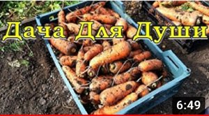 Когда выкапывать МОРКОВЬ и СВЕКЛУ????