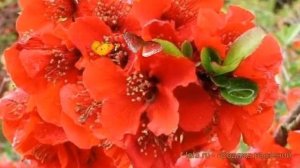 Айва великолепная Файр Дэнс (chaenomeles fire dance) ? обзор: как сажать, саженцы айвы Файр Дэнс