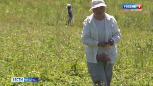 В Горно-Алтайском плодопитомнике начался сбор садовой земляники