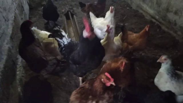 Краткий обзор всей моей живности в моем подсобном хозяйстве! смотреть онлайн