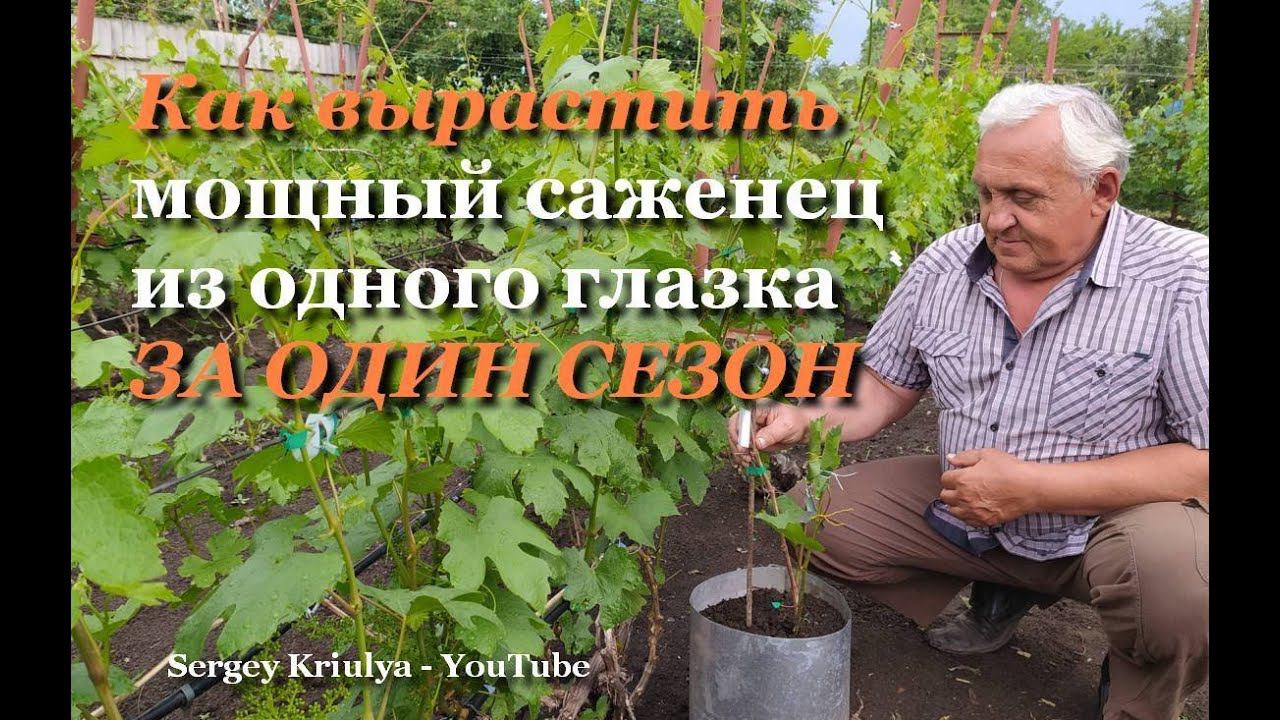 Как вырастить мощный саженец из одного глазка за один сезон смотреть онлайн