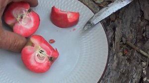 красномясаЯ яблоня сорт джерси то что растет в сибири