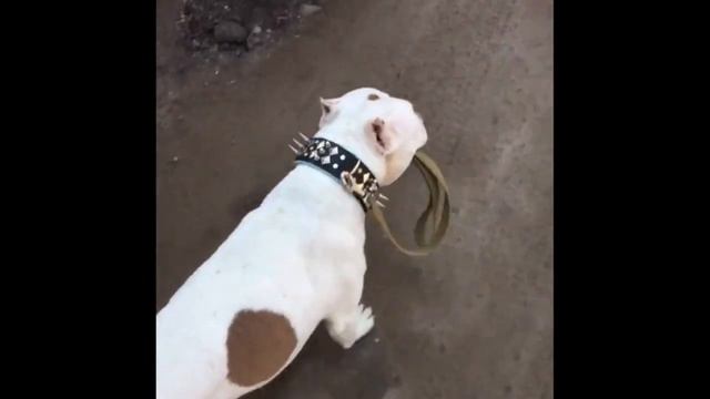 Забавные животные Тик Тока. смотреть онлайн