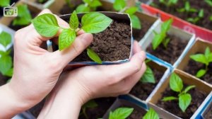 Обзор почвоулучшителей ? Кокосовый субстрат ? Состав, полезные свойства, применение