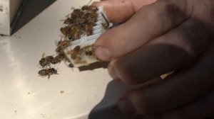 Пасека #126 Как Быстро Делают Запасные соты Пчёлы в Сентябре Пчеловодство для начинающих