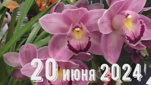 Грабли веерные Для любителей канала Грабли Live 20 06 2024