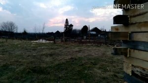 Свиноводам это знать обязательно.Запустили сарай. Сколько свиней можно держать по закону.