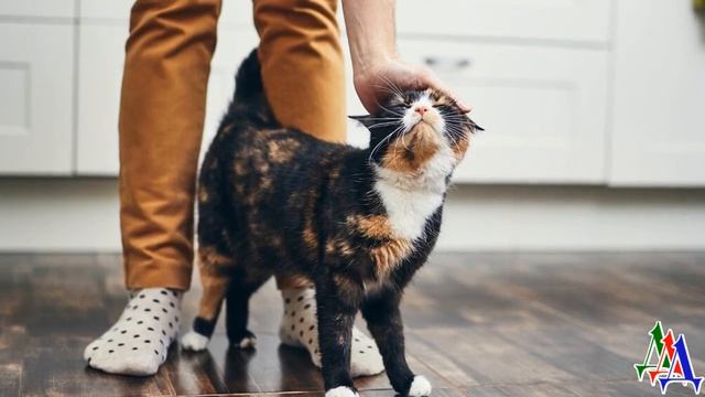 «Обидели маленькую!» - если КОШКА решила попасть под ноги, она там окажется смотреть онлайн