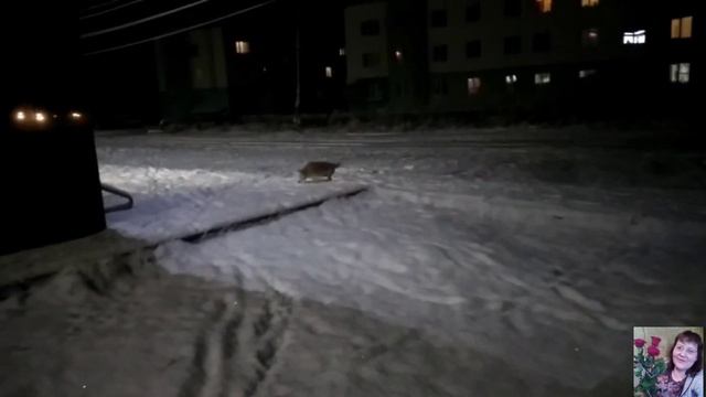 ?Прогулка перед сном.Всё как есть,без прикрас.?