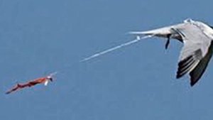 Гелиевые шары в небе вредят экосистеме