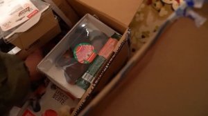 Добрый вечер с питбулями DRAGON LIFE. Самые красивые питбули драгон лайв !